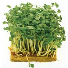 Mr Fothergill's Sprouting Seed Mustard White (2500 Pack)