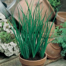 Mr Fothergill's Chive Seeds (750 Pack)