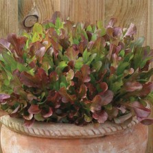 Mr Fothergill's Lettuce Mixed Red Salad Leaves (1000 Pack)