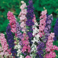 Mr Fothergill's Larkspur Giant Imperial Mixed Seeds (300 Pack)