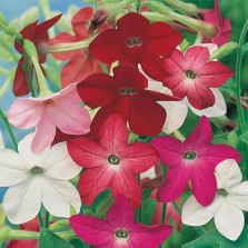 Mr Fothergill's Nicotiana Sensation Mixed Seeds (2000 Pack)