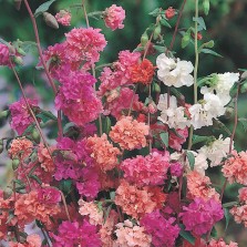 Mr Fothergill's Clarkia Choice Double Mixed Seeds (1500 Pack)