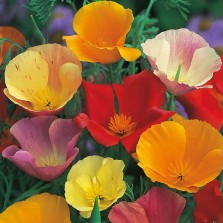 Mr Fothergill's Californian Poppy Single Mixed Seeds (500 Pack)