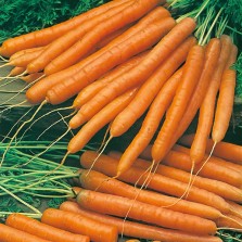 Mr Fothergill's Carrot Amsterdam Forcing 2 - Solo Seeds (1500 Pack)