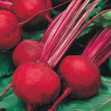 Mr Fothergill's Beetroot Boltardy Seeds (275 Pack)