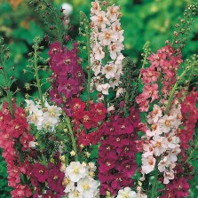 Mr Fothergill's Verbascum Mixed Seeds (500 Pack)