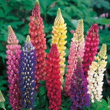 Mr Fothergill's Lupin Russell Mixed Seeds (75 Pack)