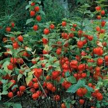 Mr Fothergill's Chinese Lanterns Seeds (150 Pack)