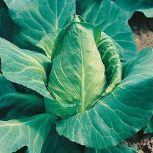 Mr Fothergill's Cabbage Offenham 2 - Flower of Spring Seeds (500 Pack)