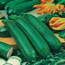 Mr Fothergill's Courgette All Green Bush Seeds (20 Pack)