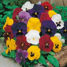 Mr Fothergill's Pansy Mr F's Early Mixed F1 Seeds (50 Pack)