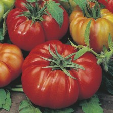 Mr Fothergill's Tomato (Beefsteak) Costoluto Fiorentino Seeds (50 Pack)