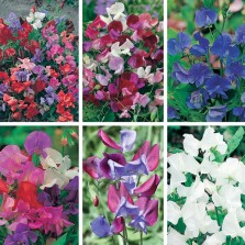 Mr Fothergill's Sweet Pea Seed Collection (6 Sachet)