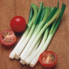 Mr Fothergill's Onion (Spring) Ramrod Seeds (500 Pack)