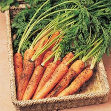 Mr Fothergill's Carrot Resistafly F1 Seeds (400 Pack)