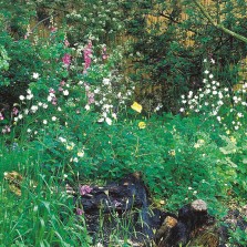 Mr Fothergill's Wildflower Hedgerow & Verges (1g Seed)