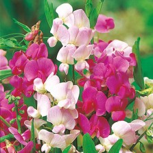 Mr Fothergill's Sweet Pea Everlasting Mixed Seeds (20 Pack)