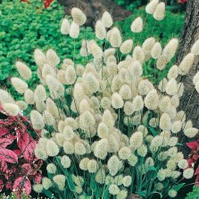 Mr Fothergill's Grass Bunny Tails Seeds (200 Pack)