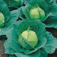 Mr Fothergill's Cabbage Golden Acre / Primo II Seeds (500 Pack)