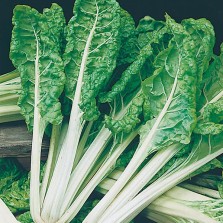 Mr Fothergill's Chard White Silver 2 Seeds (350 Pack)