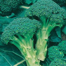 Mr Fothergill's Broccoli (Calabrese) Green Calabrese Seeds (250 Pack)