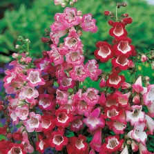 Mr Fothergill's Penstemon Mixed Colours Seeds (500 Pack)