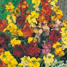 Mr Fothergill's Wallflower Choice Mixed Seeds (500 Pack)