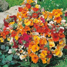 Mr Fothergill's Nemesia Carnival Mixed Seeds (500 Pack)