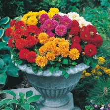Mr Fothergill's Dahlia Dwarf Double Mixed (50 Pack)