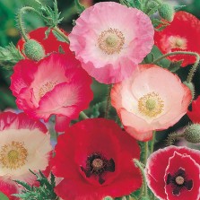 Mr Fothergill's Poppy Shirley Single Mixed Seeds (1500 Pack)