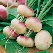 Mr Fothergill's Turnip Purple Top Milan Seeds (1750 Pack)