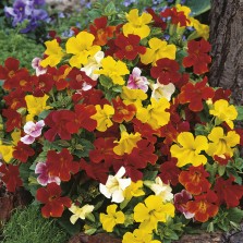 Mr Fothergill's Mimulus Extra Choice Mixed Seeds (2500 Pack)