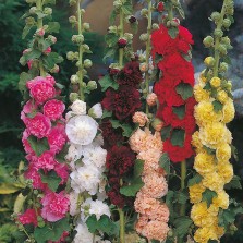 Mr Fothergill's Hollyhock Chaters Double Mixed Seeds (50 Pack)