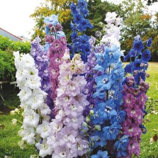 Mr Fothergill's Delphinium High Society Mixed F1 Seeds (25 Pack)