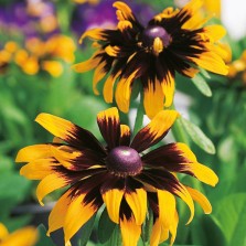 Mr Fothergill's Rudbeckia Aries Seeds (500 Pack)