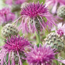 Mr Fothergill's Greater Knapweed Seeds (100 Pack)
