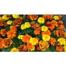 Mr Fothergill's Marigold (French) Dwarf Double Mixed