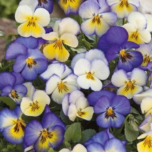 Mr Fothergill's Pansy Cool Summer Breeze Seeds (30 Pack)