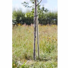 Round Tree Stake 1.2m x 35mm