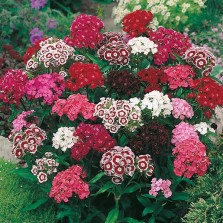 Mr Fothergill's Sweet William Single Mixed Seeds (500 Pack)