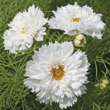 Mr Fothergill's Cosmos Double Dutch White (50 Pack)