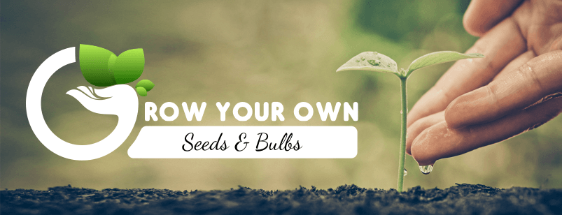 Seeds and bulbs: Grow your own!
