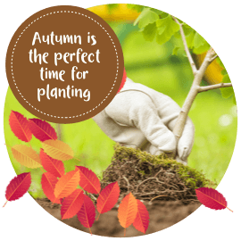Planting for autumn